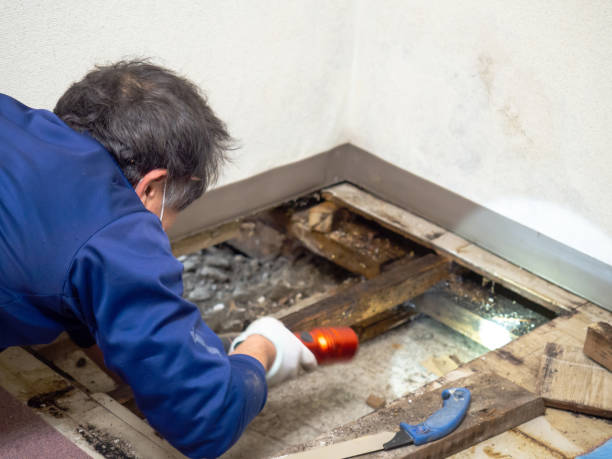 Best Home Mold Removal  in Pantops, VA