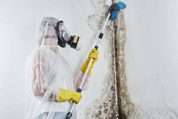 Home Mold Removal in Pantops, VA