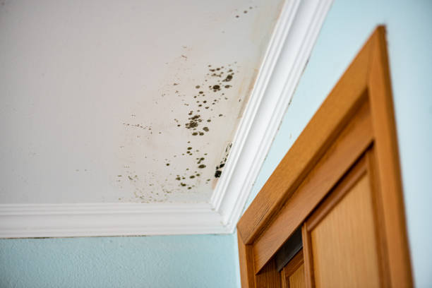Best Mold Testing  in Pantops, VA