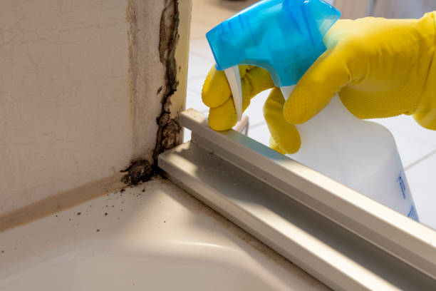 Best Local Mold Removal Service  in Pantops, VA