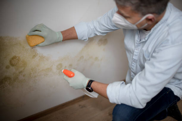 Best Certified Mold Removal  in Pantops, VA