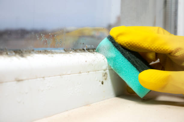 Best Best Mold Removal Companies  in Pantops, VA