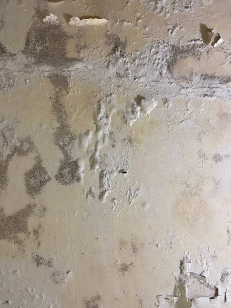 Best Residential Mold Removal  in Pantops, VA