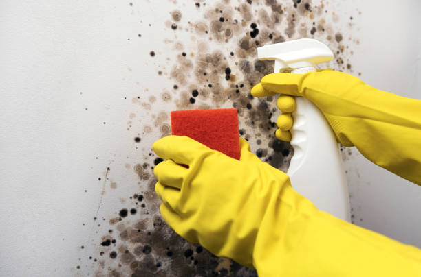 Office Mold Removal Services in Pantops, VA