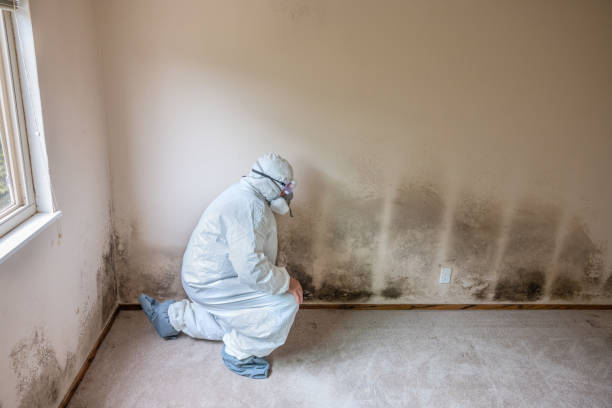 Best Mold Remediation Experts  in Pantops, VA