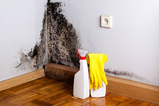 Best Fast Mold Removal  in Pantops, VA