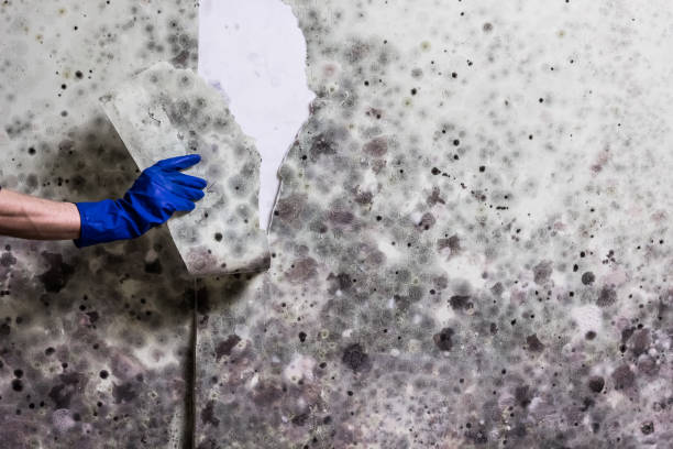 Best Toxic Mold Removal  in Pantops, VA