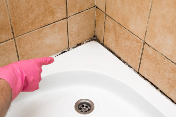 Best Mold Damage Repair  in Pantops, VA